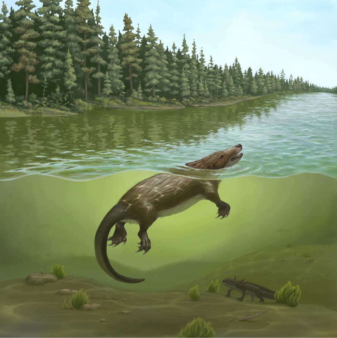 An artistic rendering of Megacauda sungei. The animal was the size of a chihuahua and a bit of a mutt. Its back end resembled a platypus but its sharp teeth suggested it was a predator.