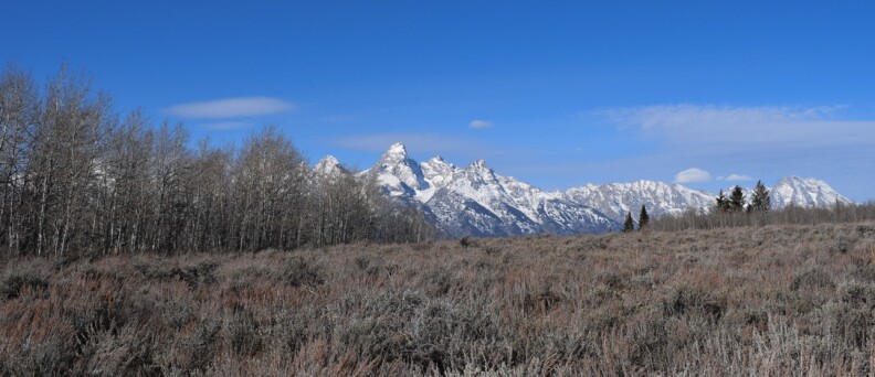 A grove of winter-dead Aspen trees intrudes upon a sagebrush sea. The Tetons are seen in the distance.