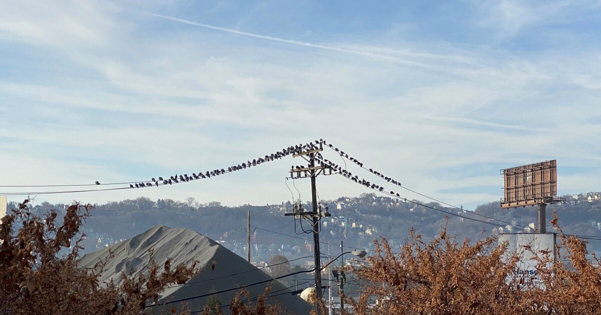 More than 1,000 Cases of Mysterious Bird Disease Reported In Pennsylvania 1 More than 1,000 Cases of Mysterious Bird Disease Reported In Pennsylvania