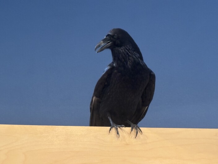 A taxidermy raven is on display at a natural history museum in Cody.