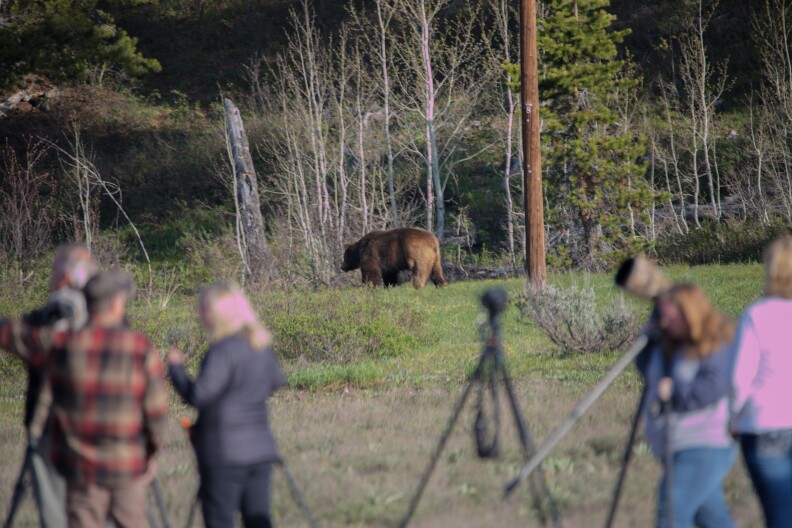 People stand behind a Grizzly Bear taking photos with telephoto lenses.