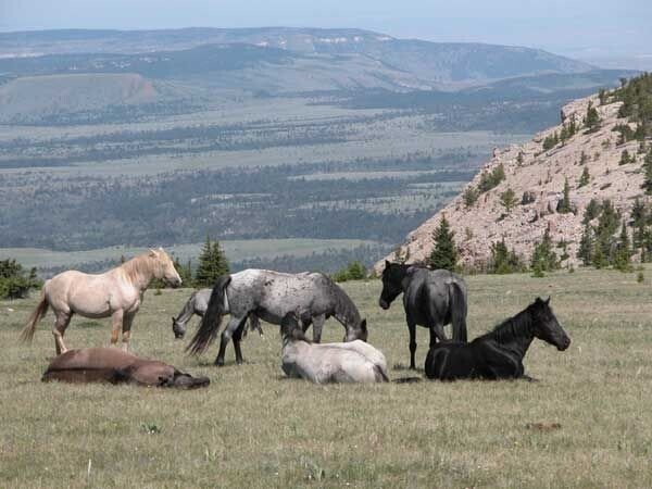 A herd of horses sleeps and grazes in a field.