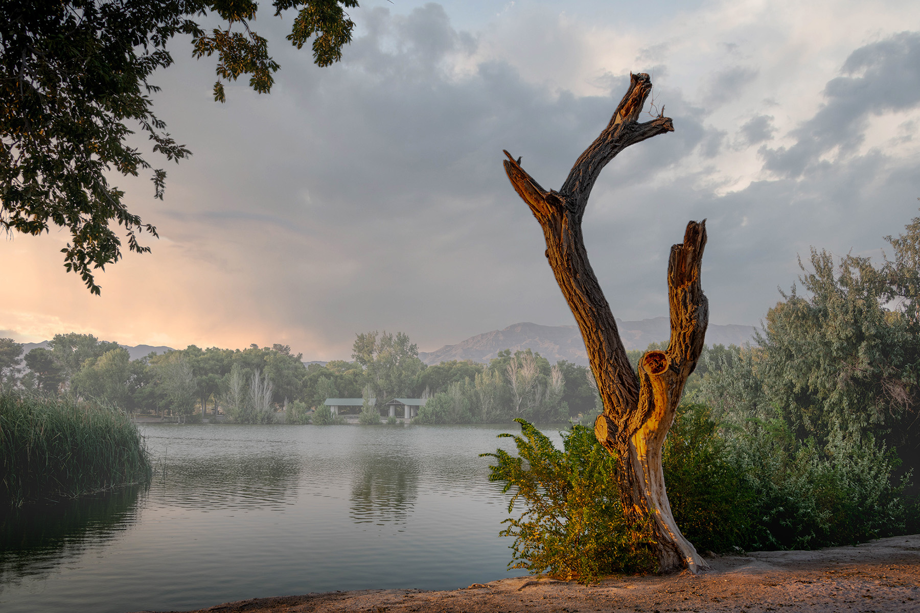 Dead tree bathed in sunset light with new sprouts at its base.
