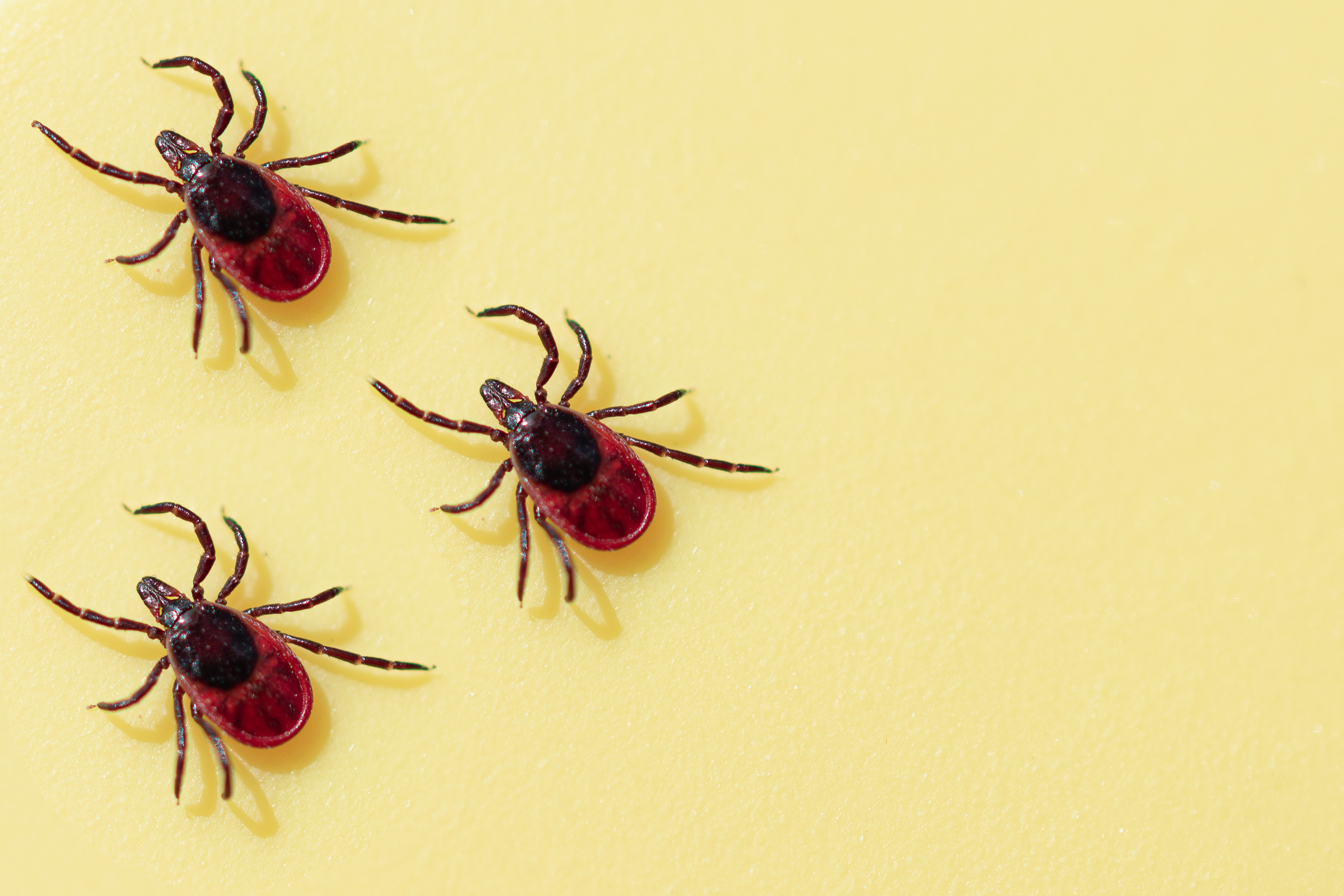 Experts predict NY's tick season to be 'early and heavy' | WXXI News