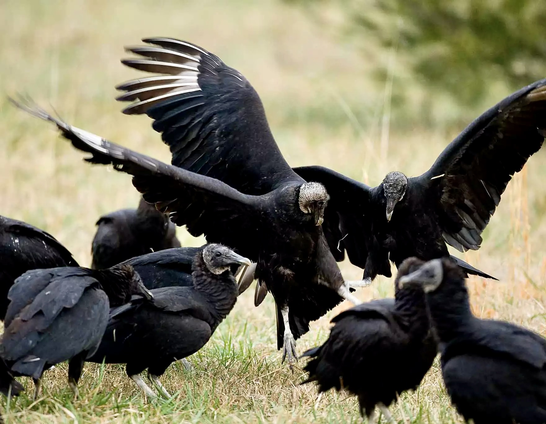Oklahoma doubles how many black vultures ranchers can kill or