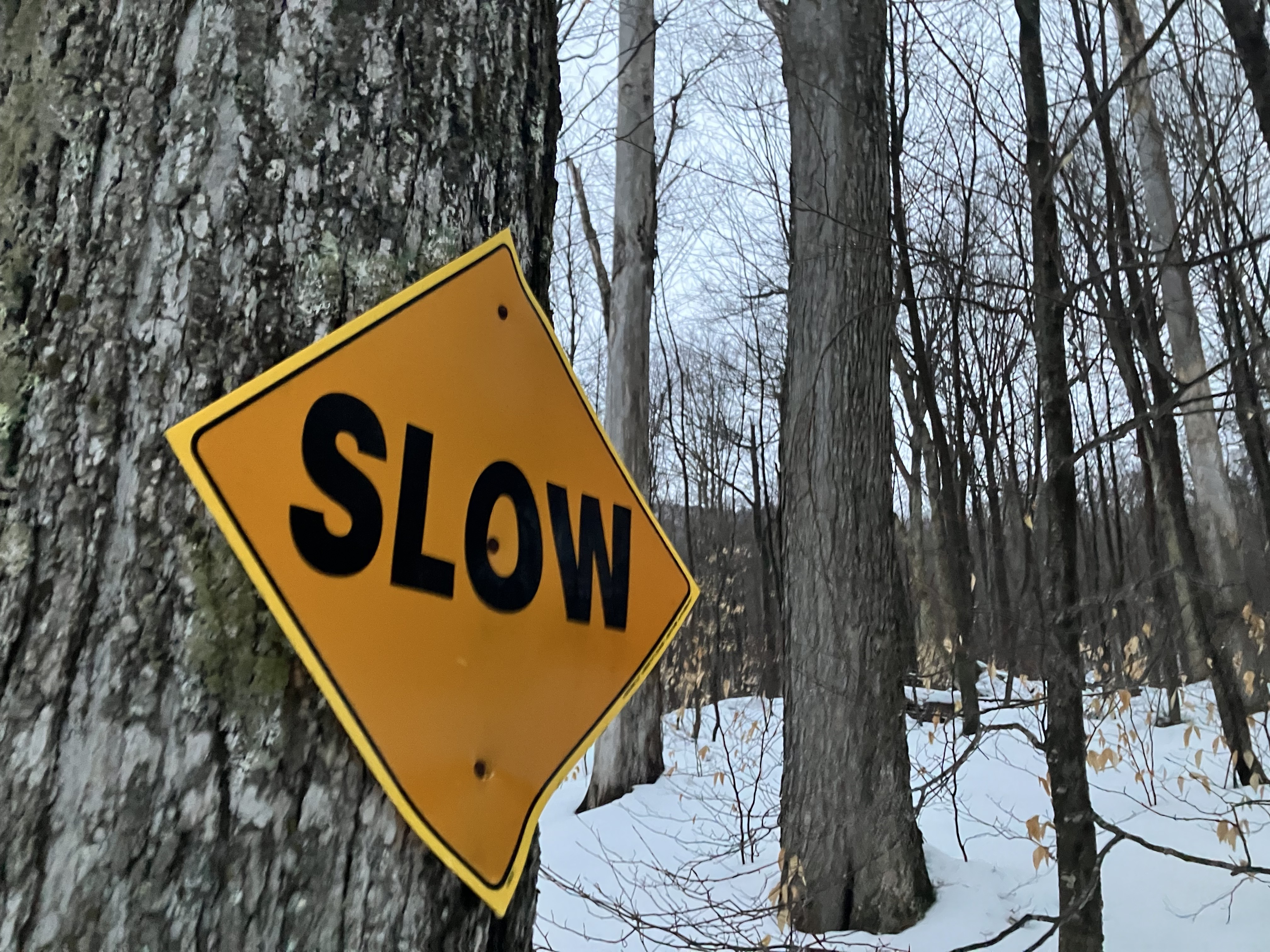 Forest Service plan includes logging on nearly 12,000 acres in the Green  Mountain National Forest | Connecticut Public