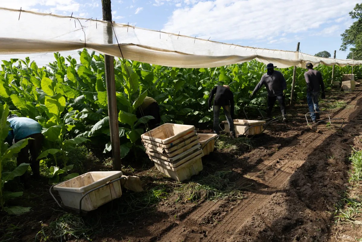 tobacco farmers association Is CT the tobacco capital of the world?