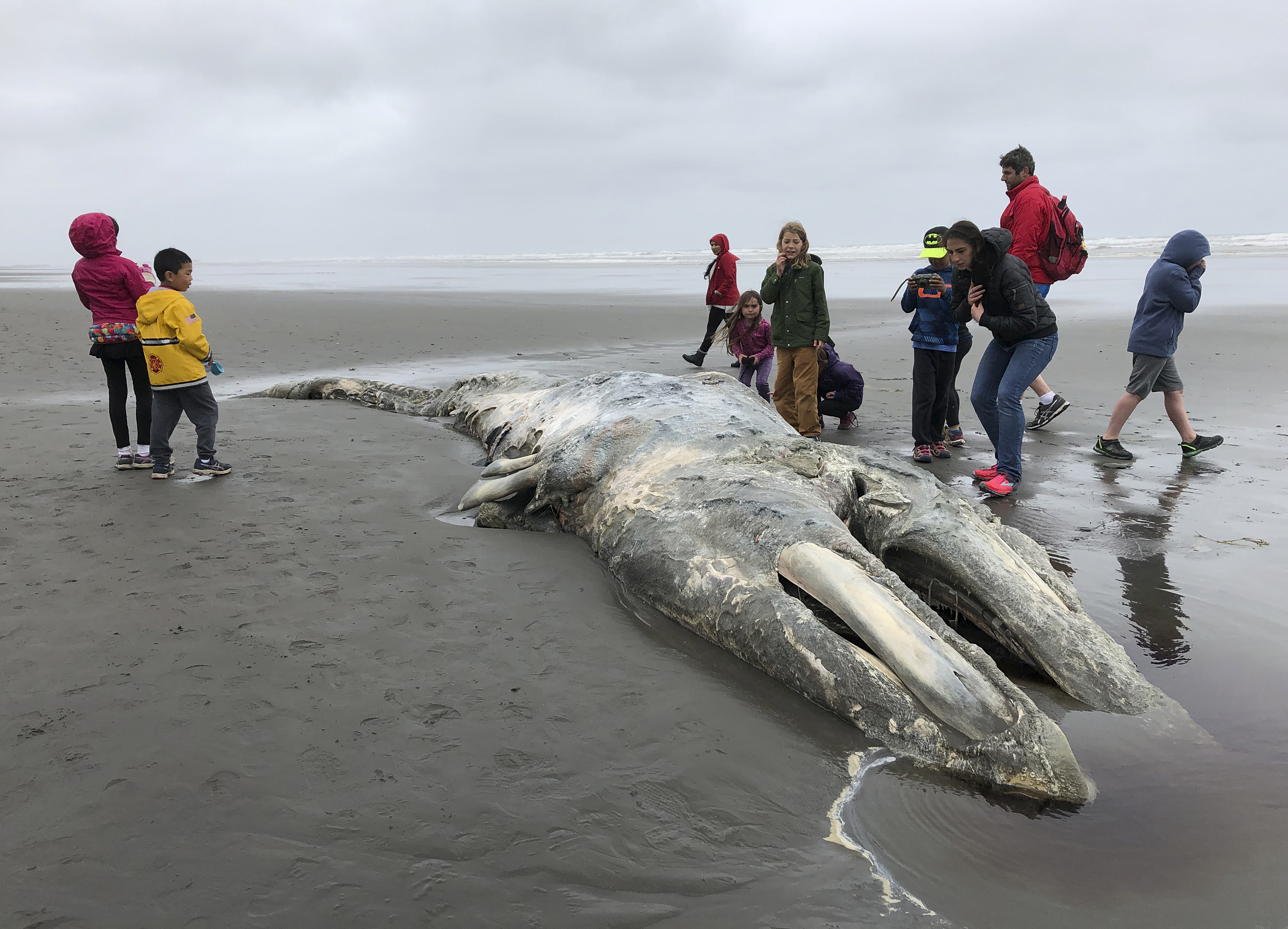 Early return of gray whales mirrors timing of unusual mortality