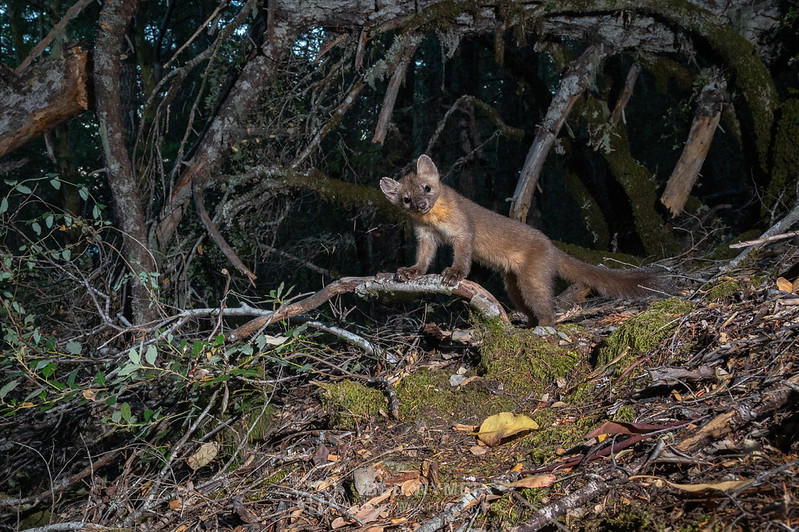 humboldt-marten-osu-photo.jpg