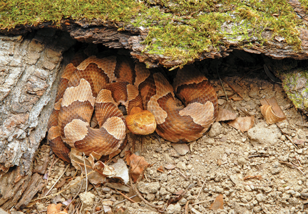 Happy World Snake Day! | WVTF