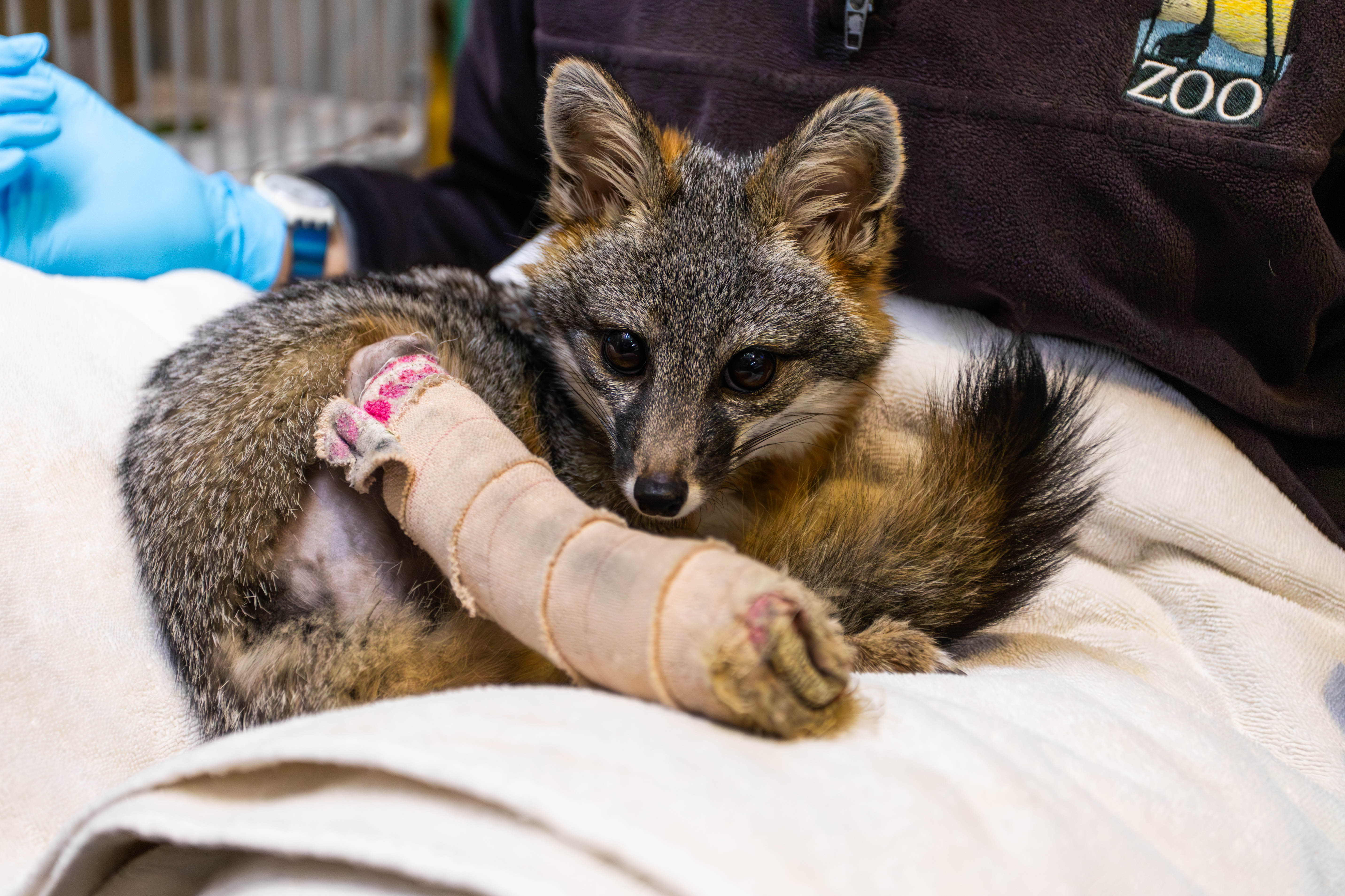 Injured Fox Base $5,000 Reward For Information Regarding Traps That