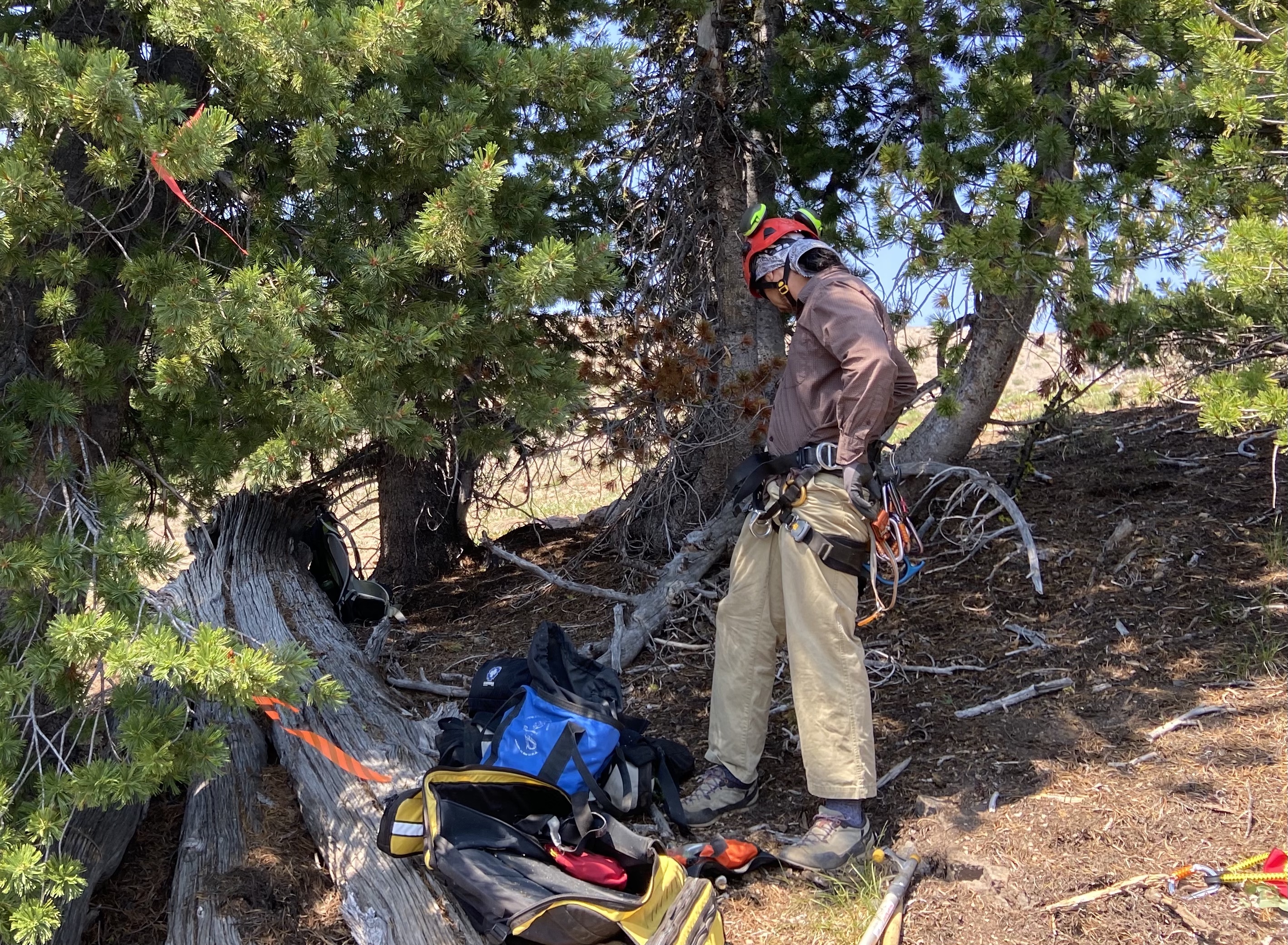 Whitebark pines – the 'quintessential wilderness tree' – added to the Endangered Species List - Vimarsana News