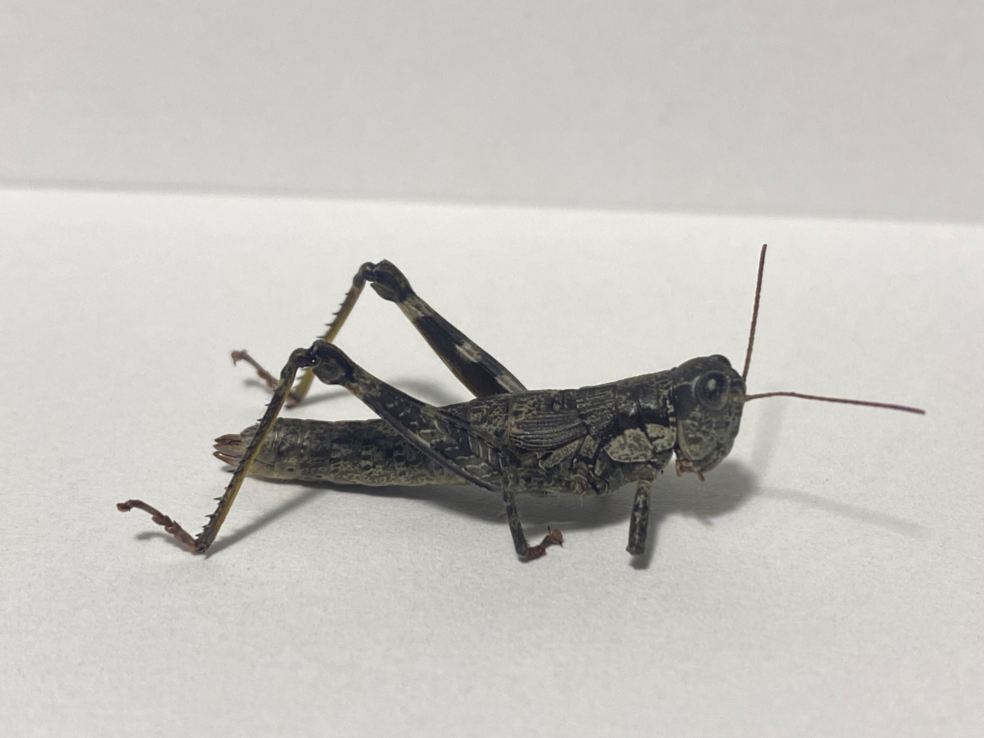 Appalachian grasshopper, thought to be extinct, rediscovered in
