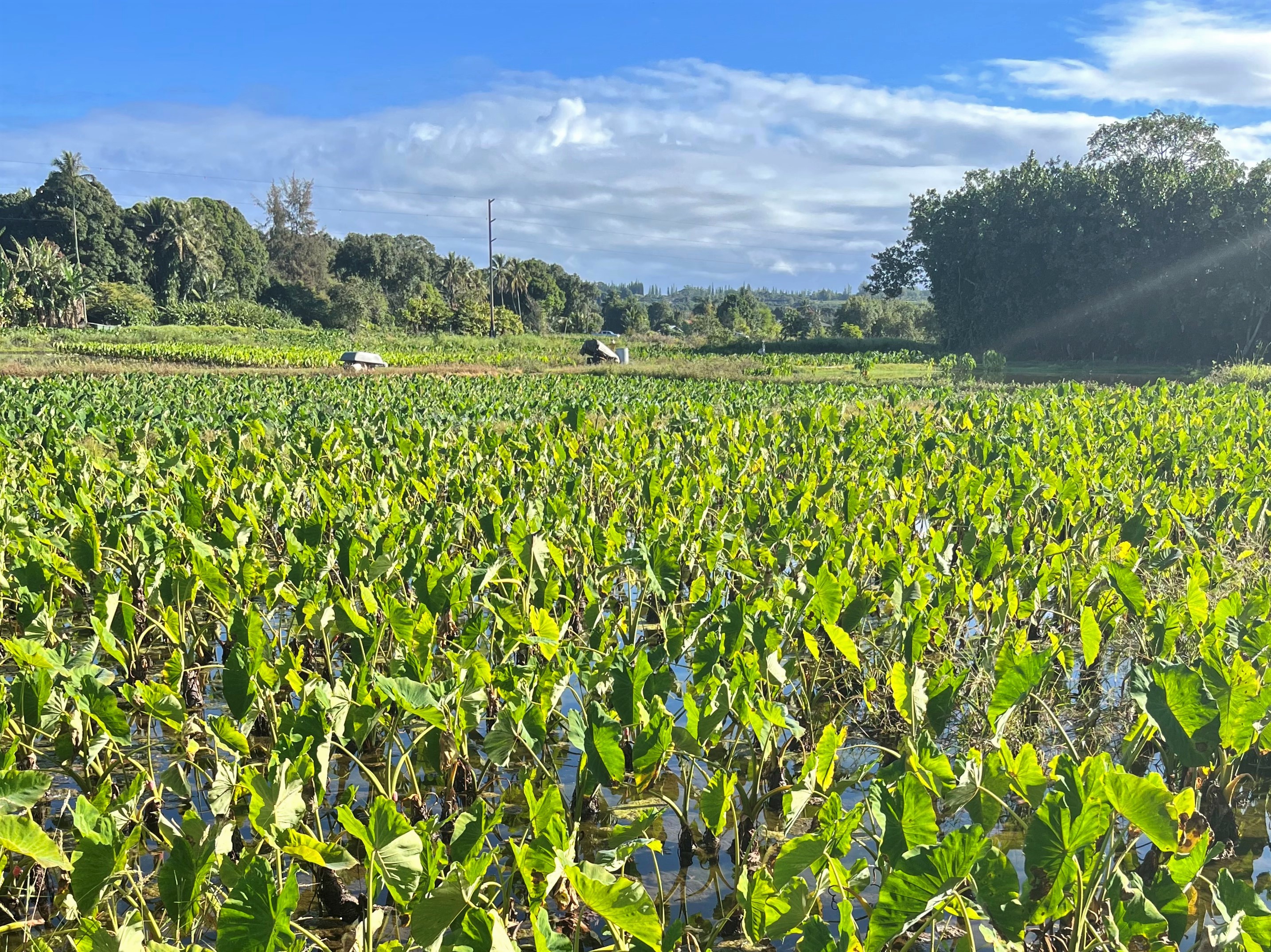 Report finds increase in Hawaiʻi's small farm closures, yet