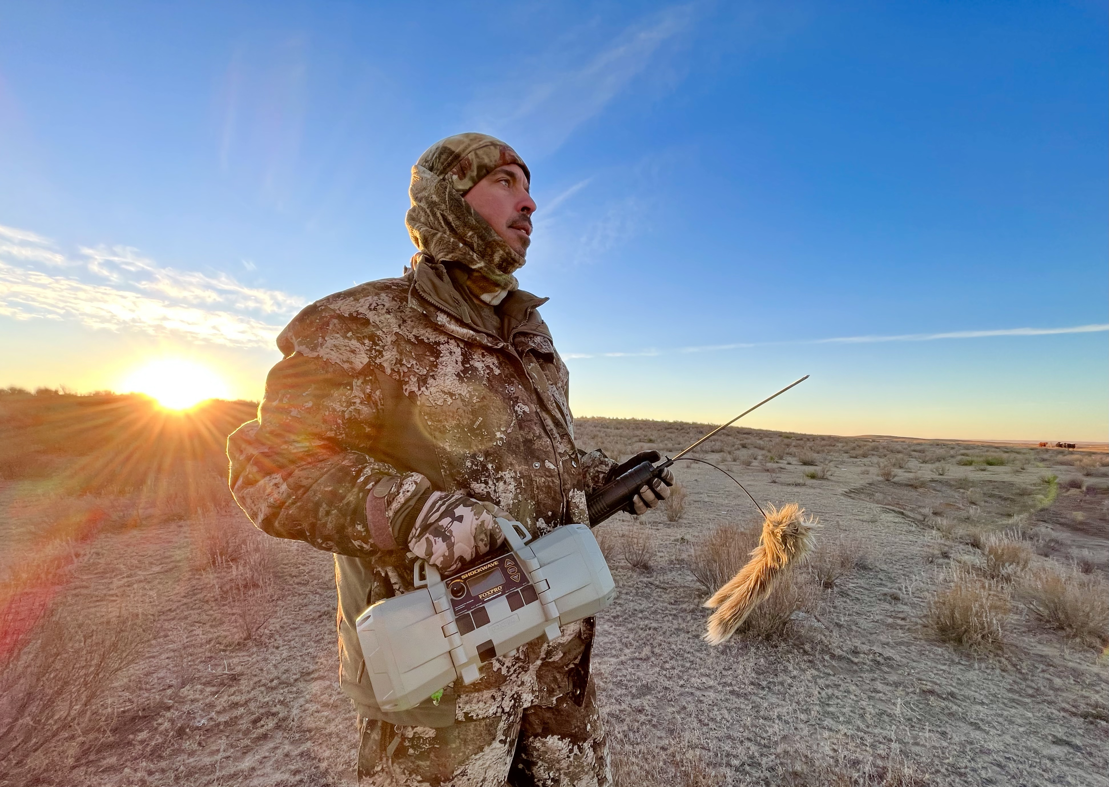 Even competitive hunting can't stop coyotes from thriving - Vimarsana News
