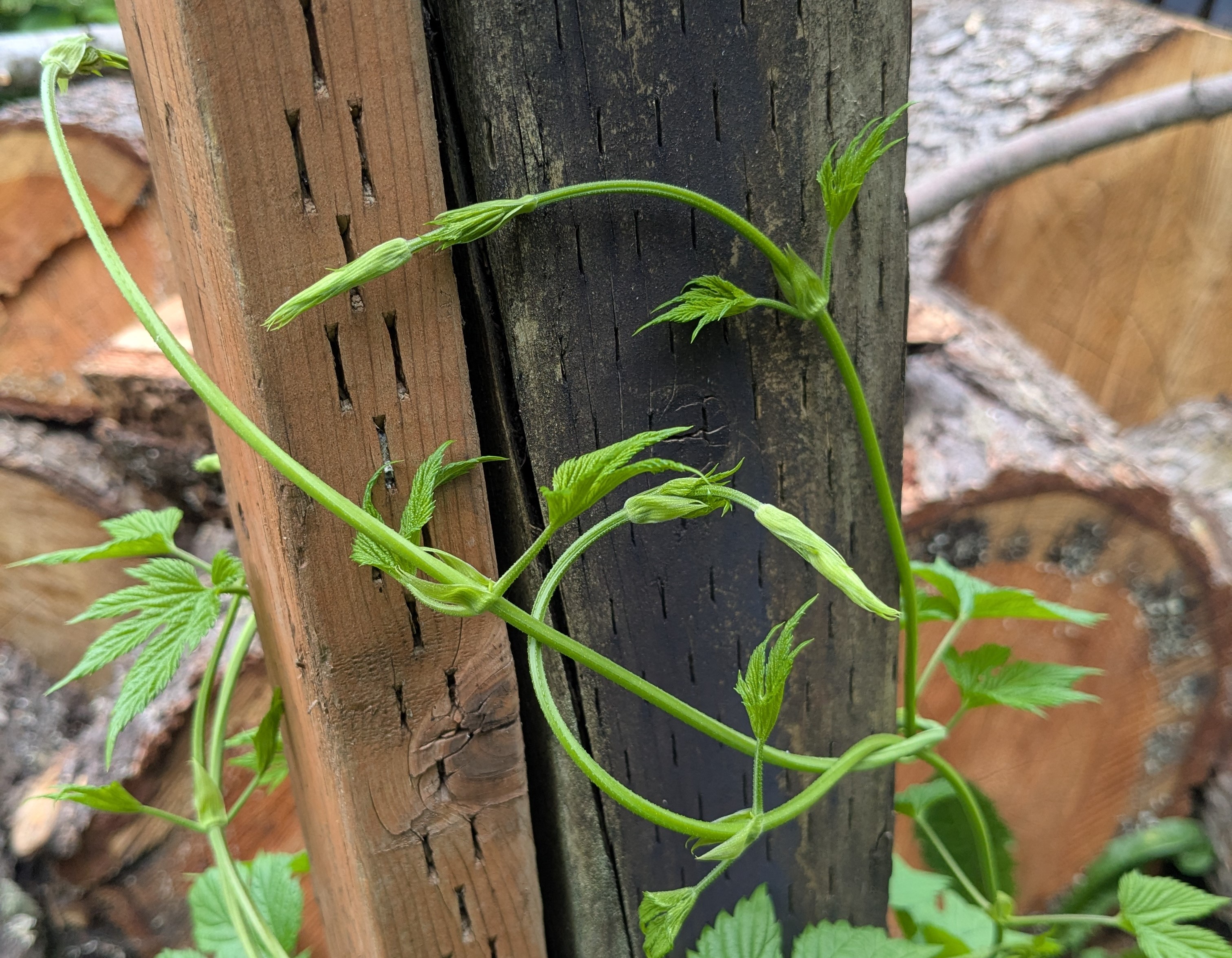 Good Gardening: Vines