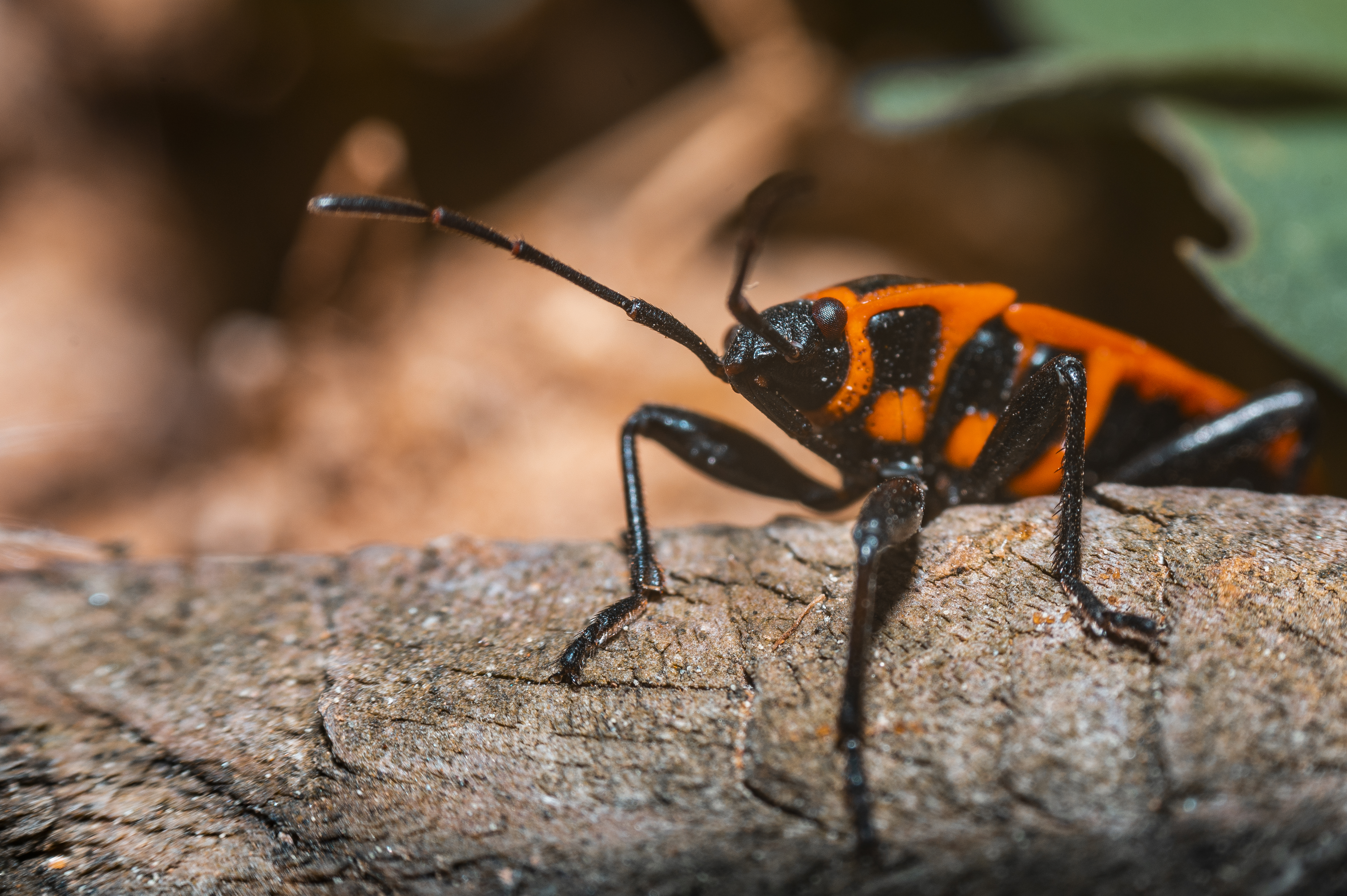Boxelder Bugs: Accessible Ambassadors for Nature | Montana Public