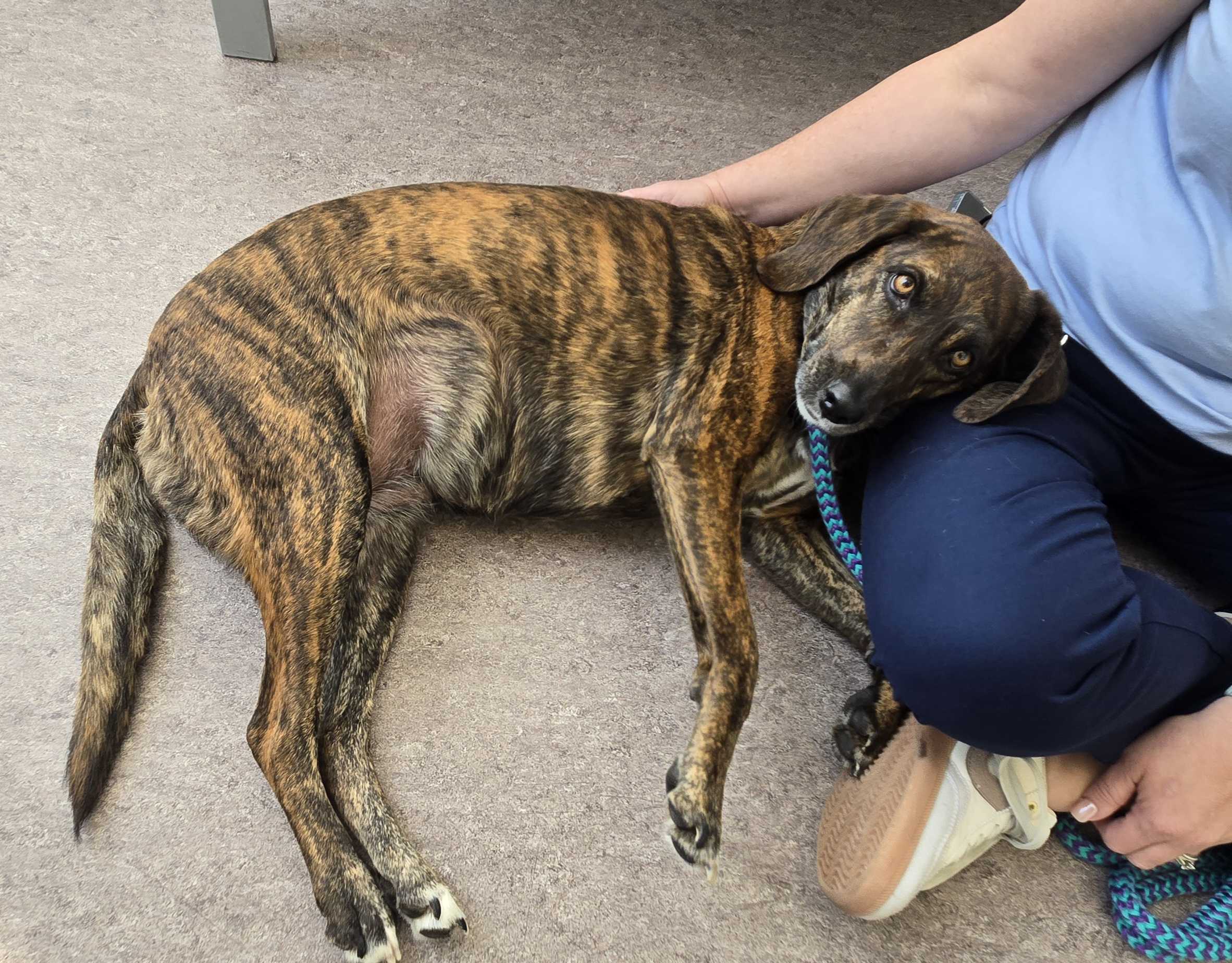 Missouri nonprofit gets $25K to help families care for their senior dogs