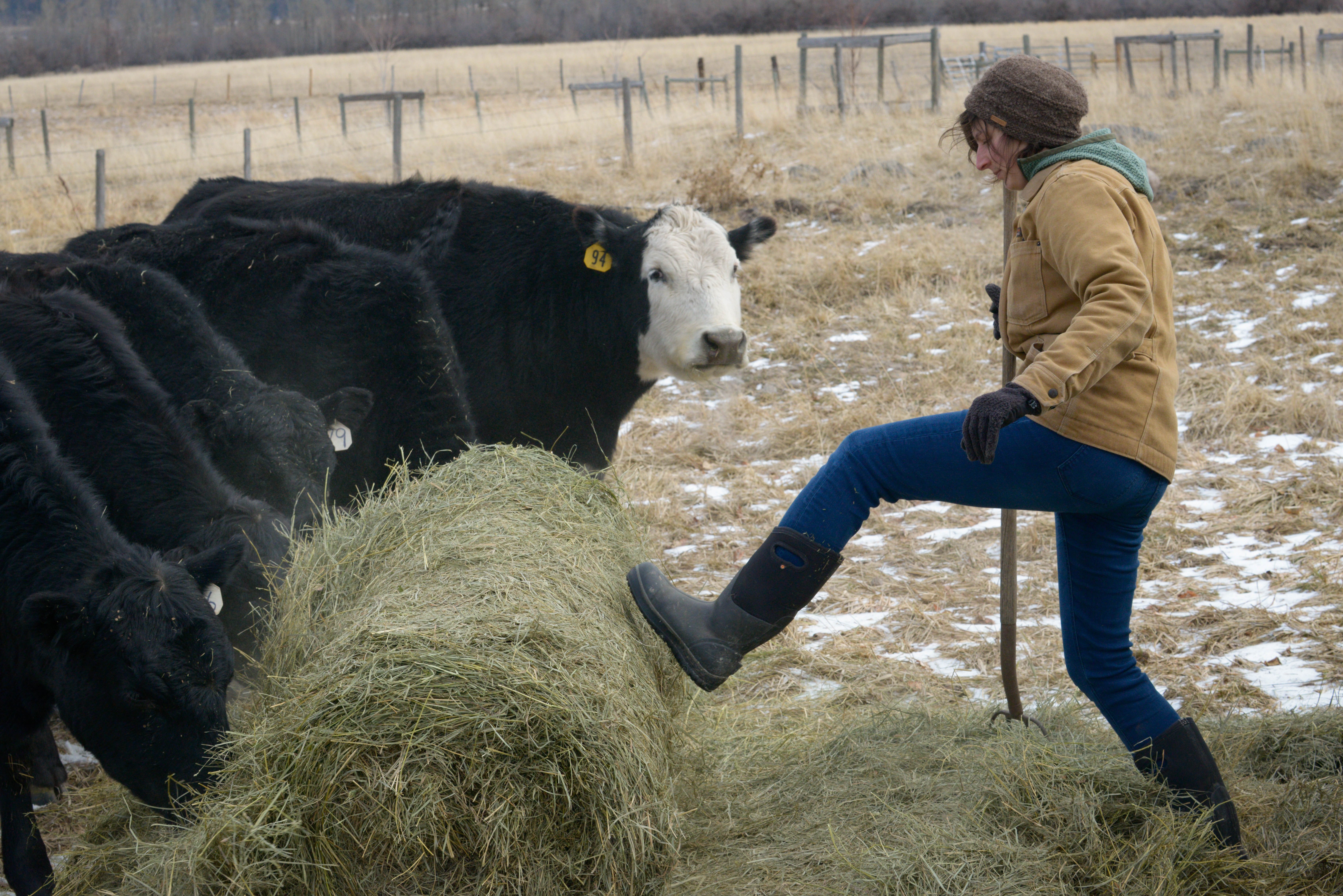Montana farm-to-pantry program could be a win for food banks and ag producers - Vimarsana News