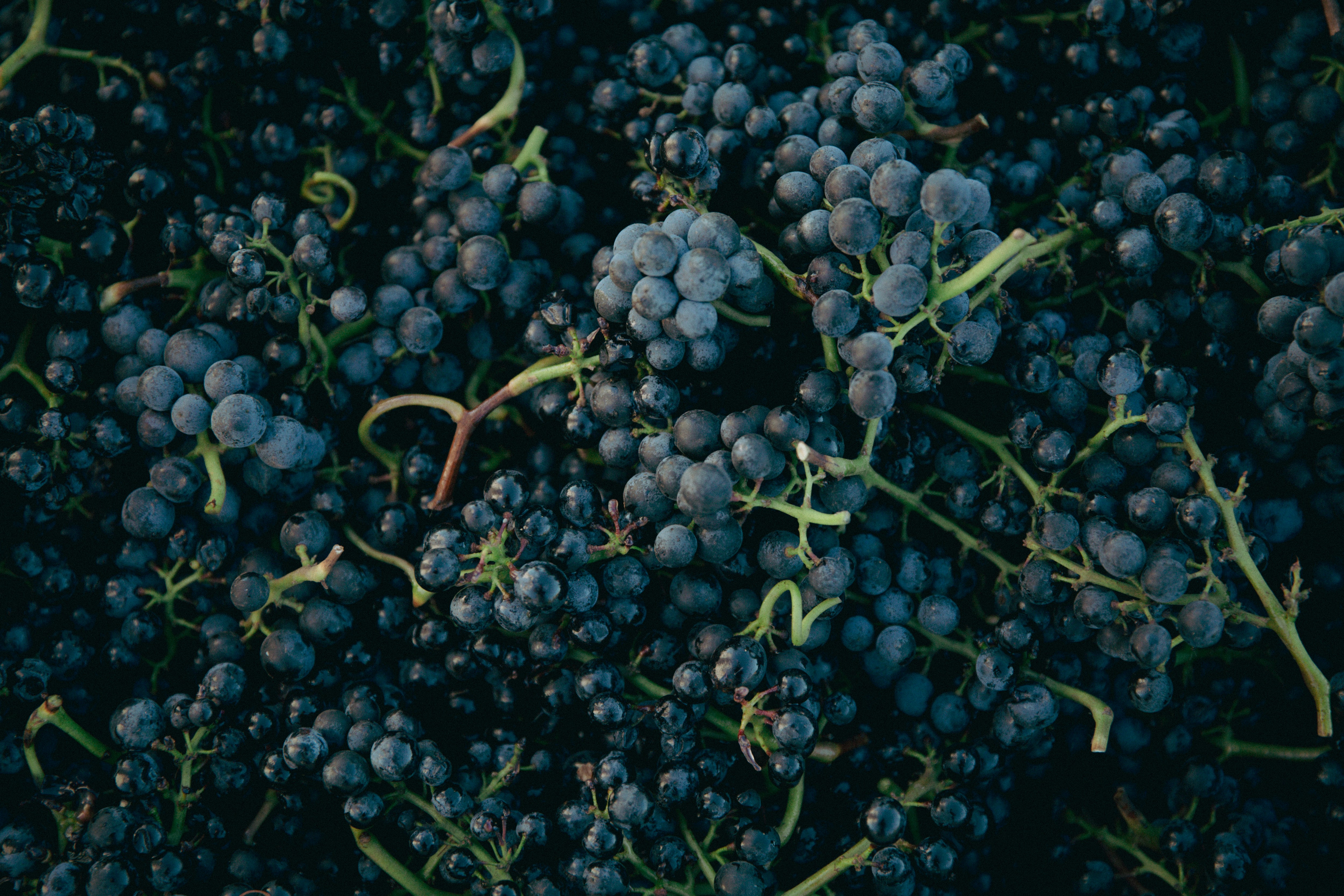 Science Behind the Forecast: Wine grapes demand temperatures that are just right