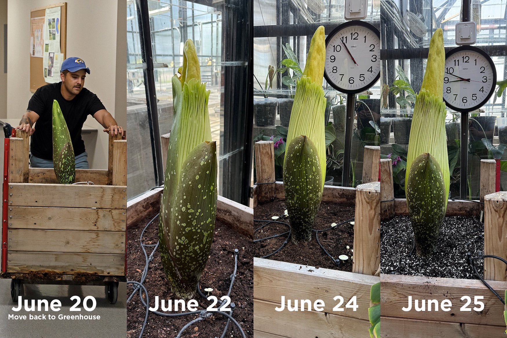 A rare 'corpse flower' blooms in Clarksville — and visitor hours