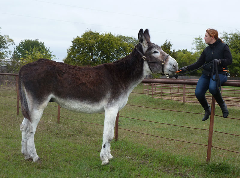 Legislation to allow advertising for on-farm sales of donkey milk