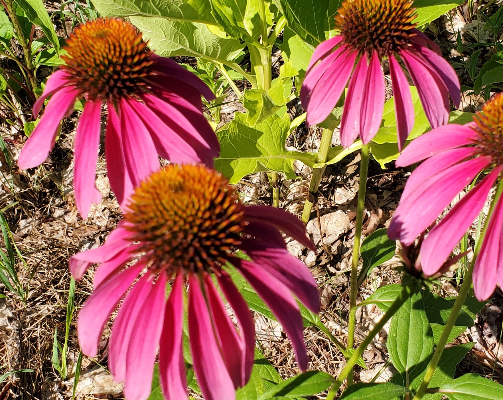 Mutant in my Backyard | Interlochen Public Radio