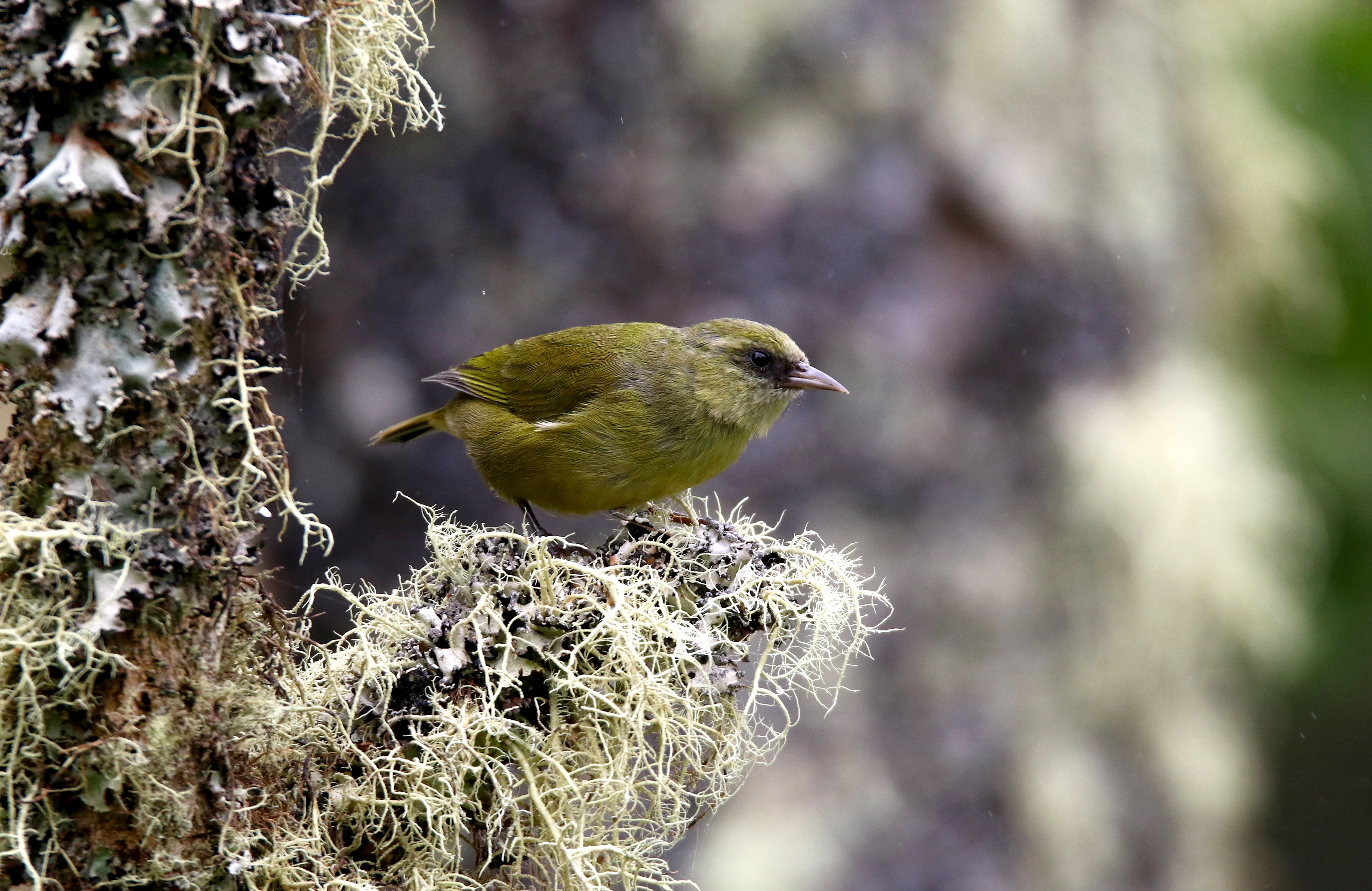 UH Hilo lab develops AI to analyze forest bird soundscapes | Hawai