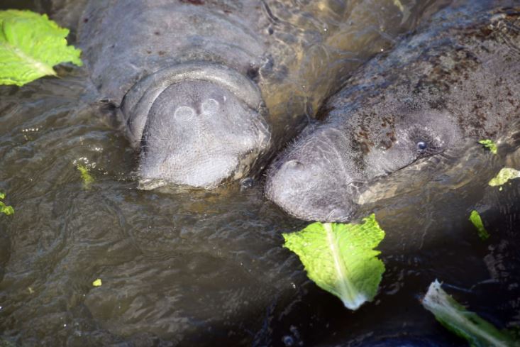 How a program is helping feed Florida manatees that are facing starvation and cold - Vimarsana News