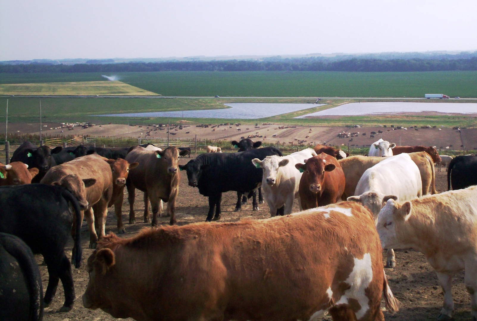 Farmers turn to old-fashioned manure as fertilizer prices soar - Vimarsana News