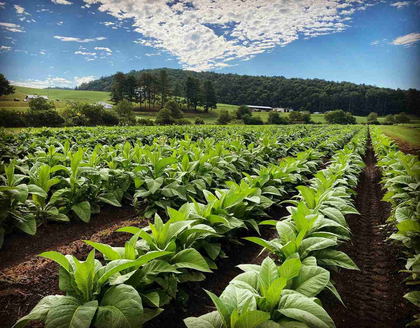 tobacco in south carolina Two ENC tobacco farmers taking insurance company to federal court, claiming  2023 payouts were unfairly cut in half