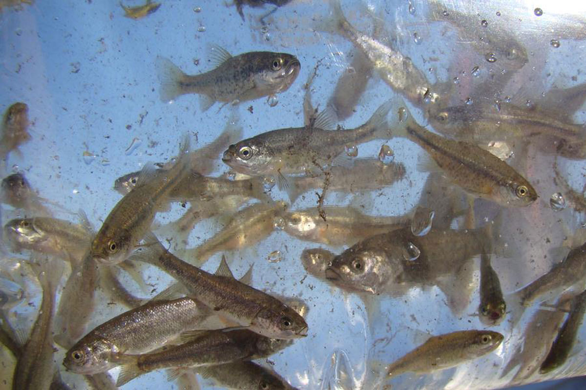 Conservationists to sue over rare fish in drought-stricken Utah and Nevada  | KUER