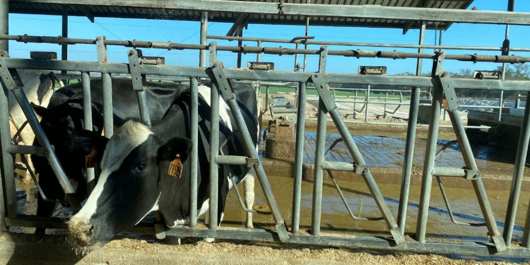 A dairy farm in Trenton is turning cow poop into profits - Vimarsana News