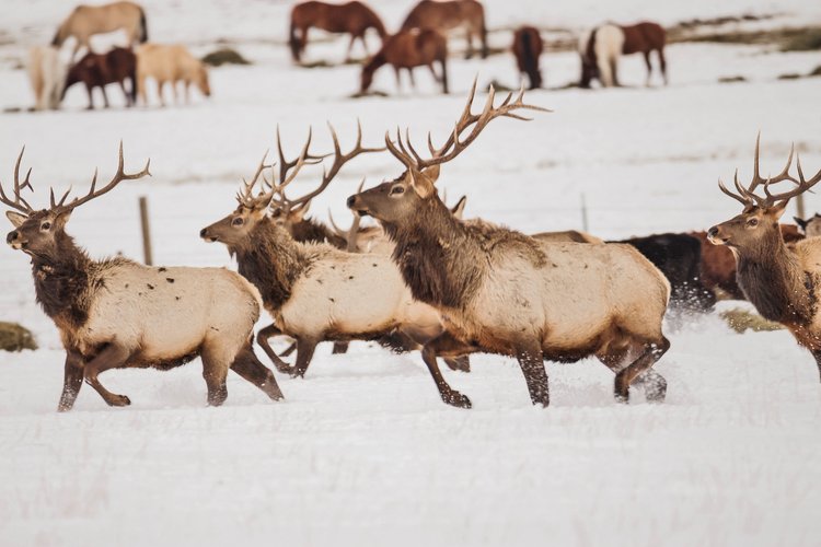 A new initiative aims to protect drivers and wildlife on highways in the Roaring Fork Valley - Vimarsana News