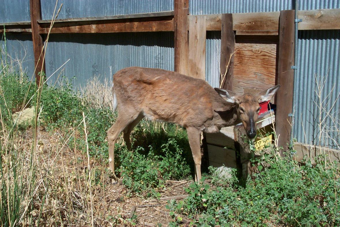 Deadly Infection For Deer Is Spreading In Missouri | STLPR