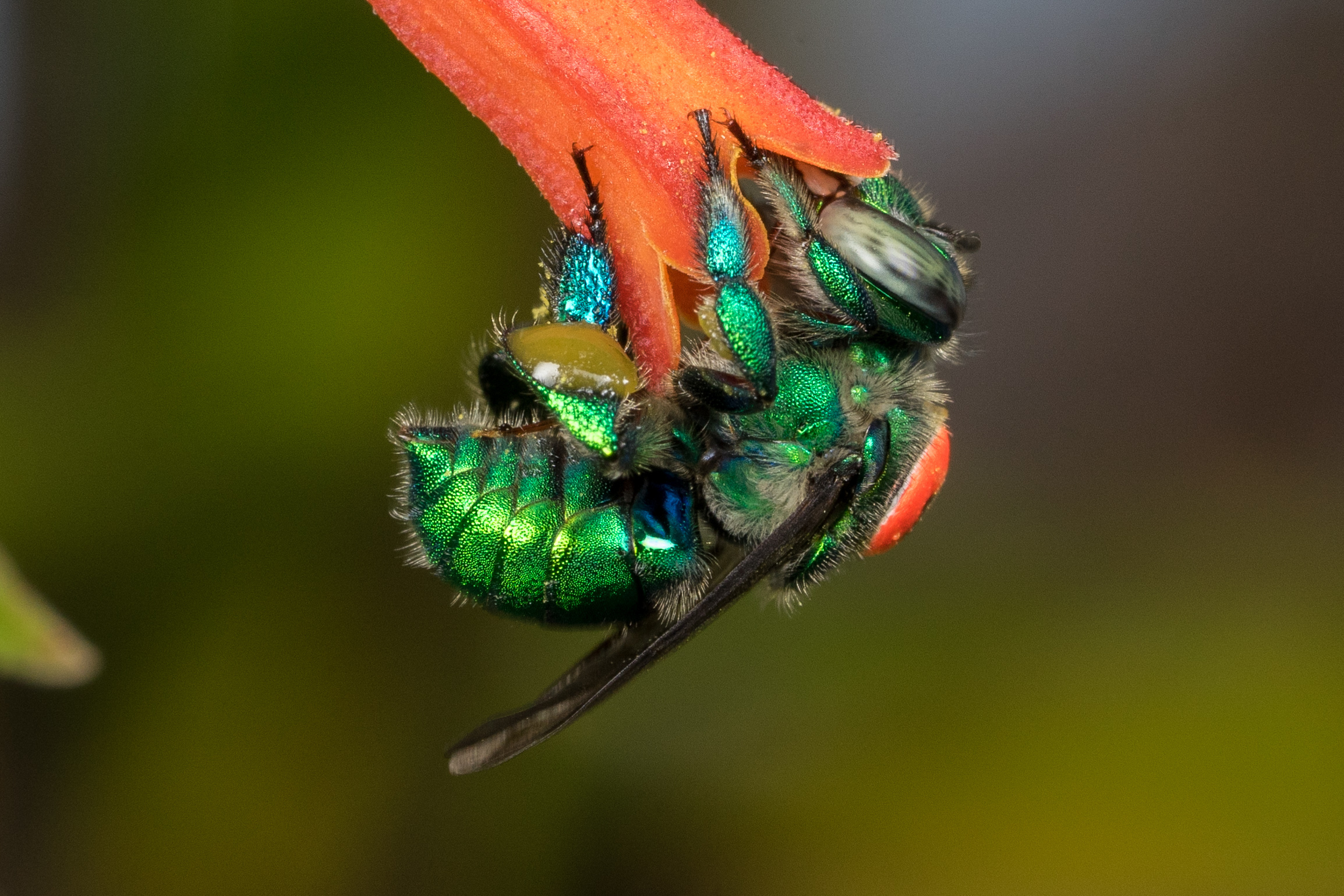 【超稀少品】BJFE Orchid Bee OD Unique social behaviors of orchid bees uncovered in new UF study