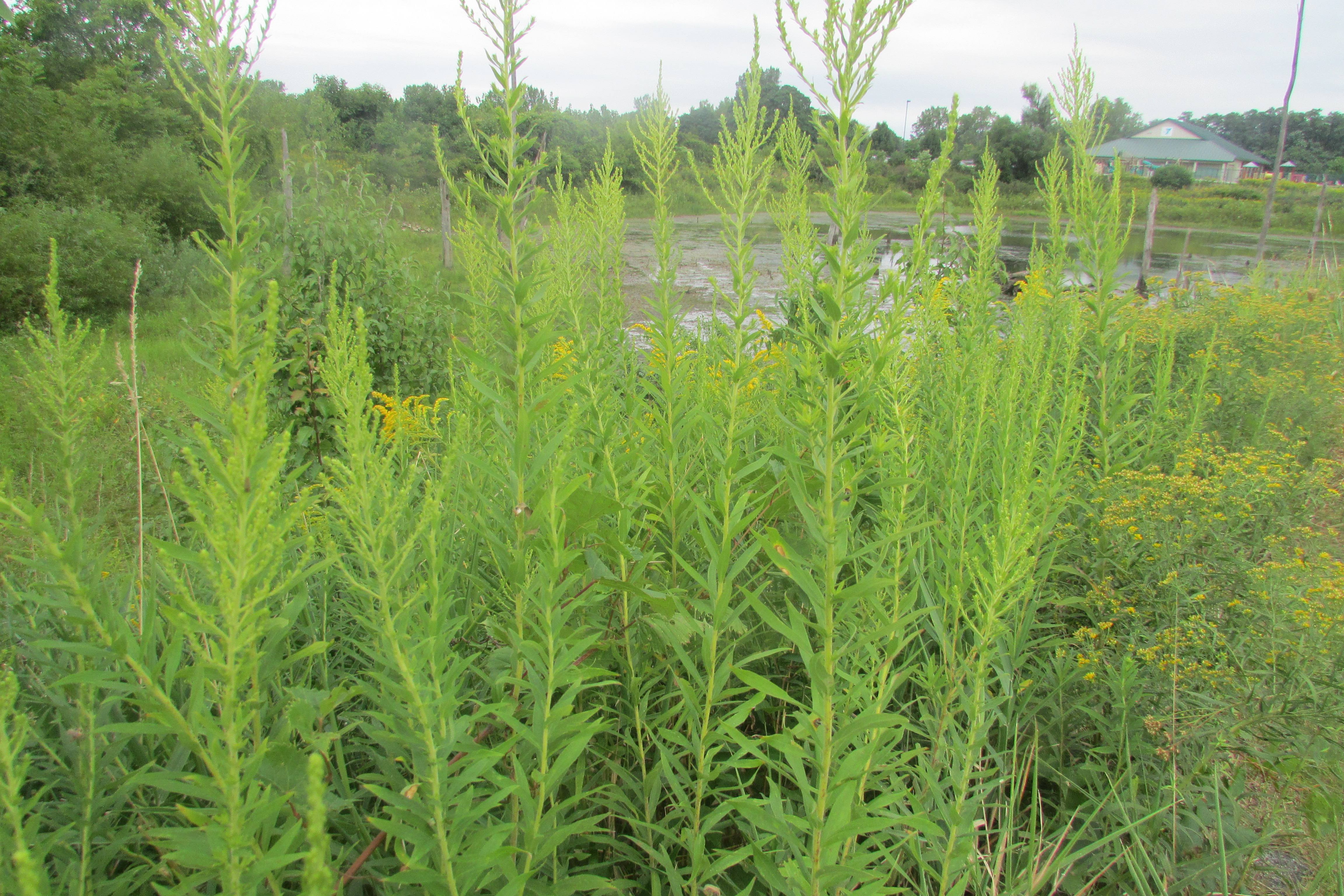 Longer growing seasons spells bad news for allergy sufferers in Indiana - Vimarsana News