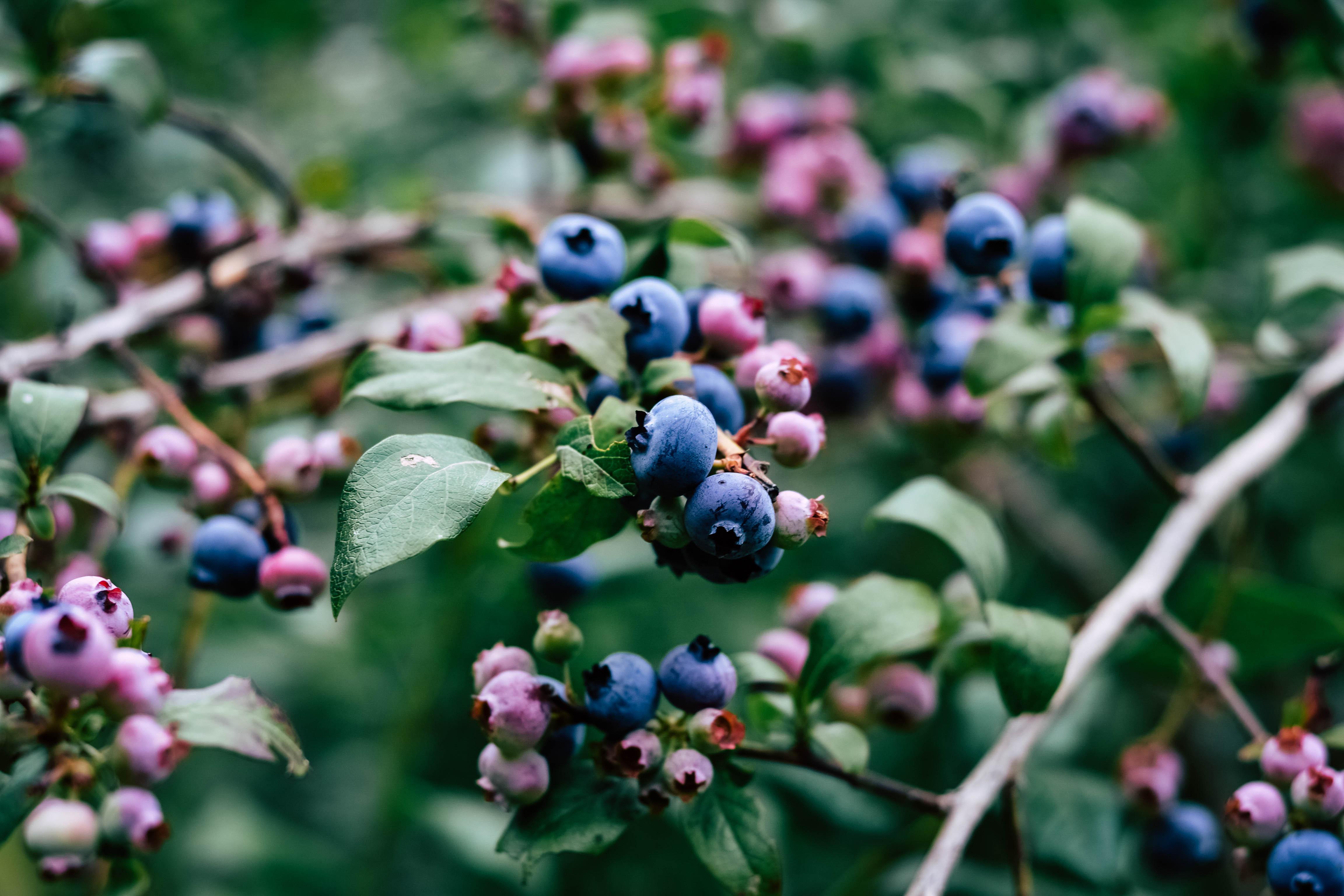 The secret to success with blueberry plants? Multi-generational stems |  Vermont Public
