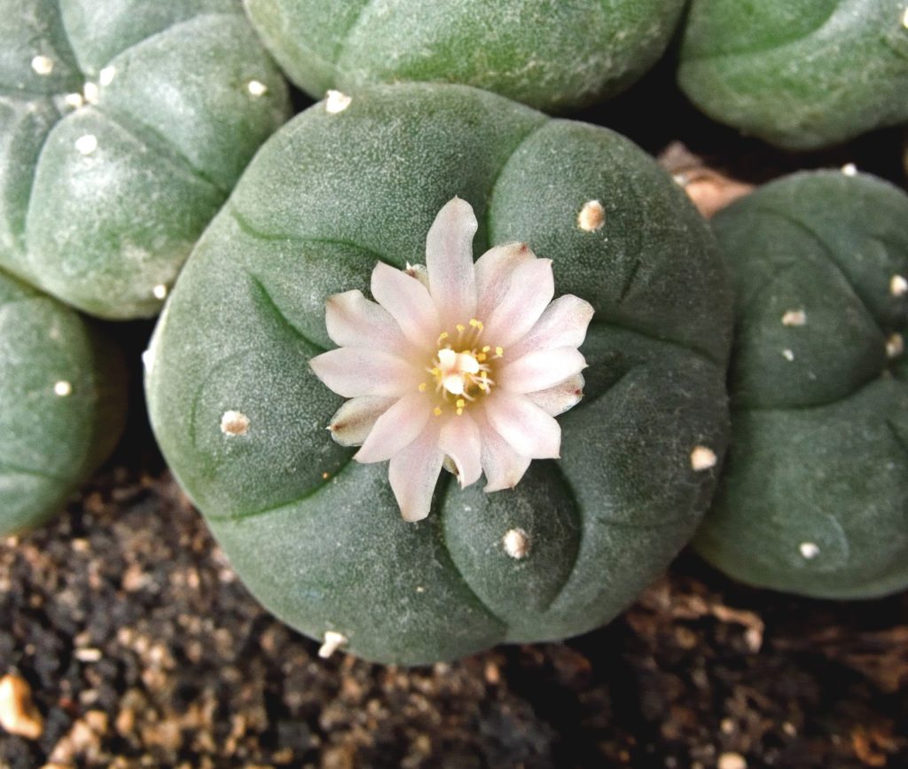 2022 Aze Bee Nahagha - Native American Church Summit raises concerns over  peyote protections for Indigenous ceremonies and medicinal use
