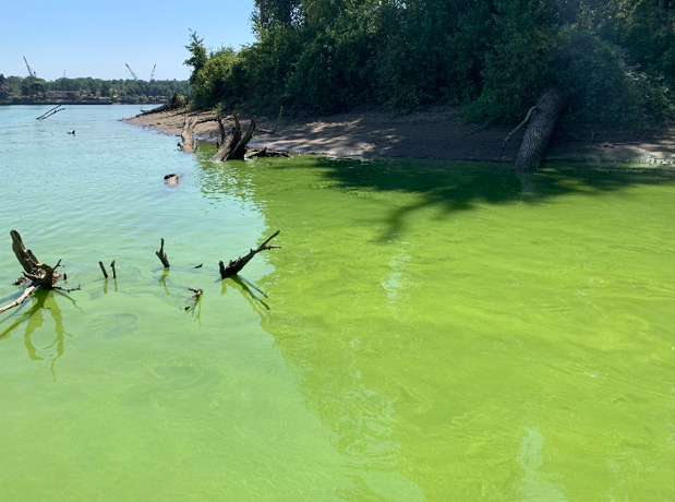 algae-081523.png