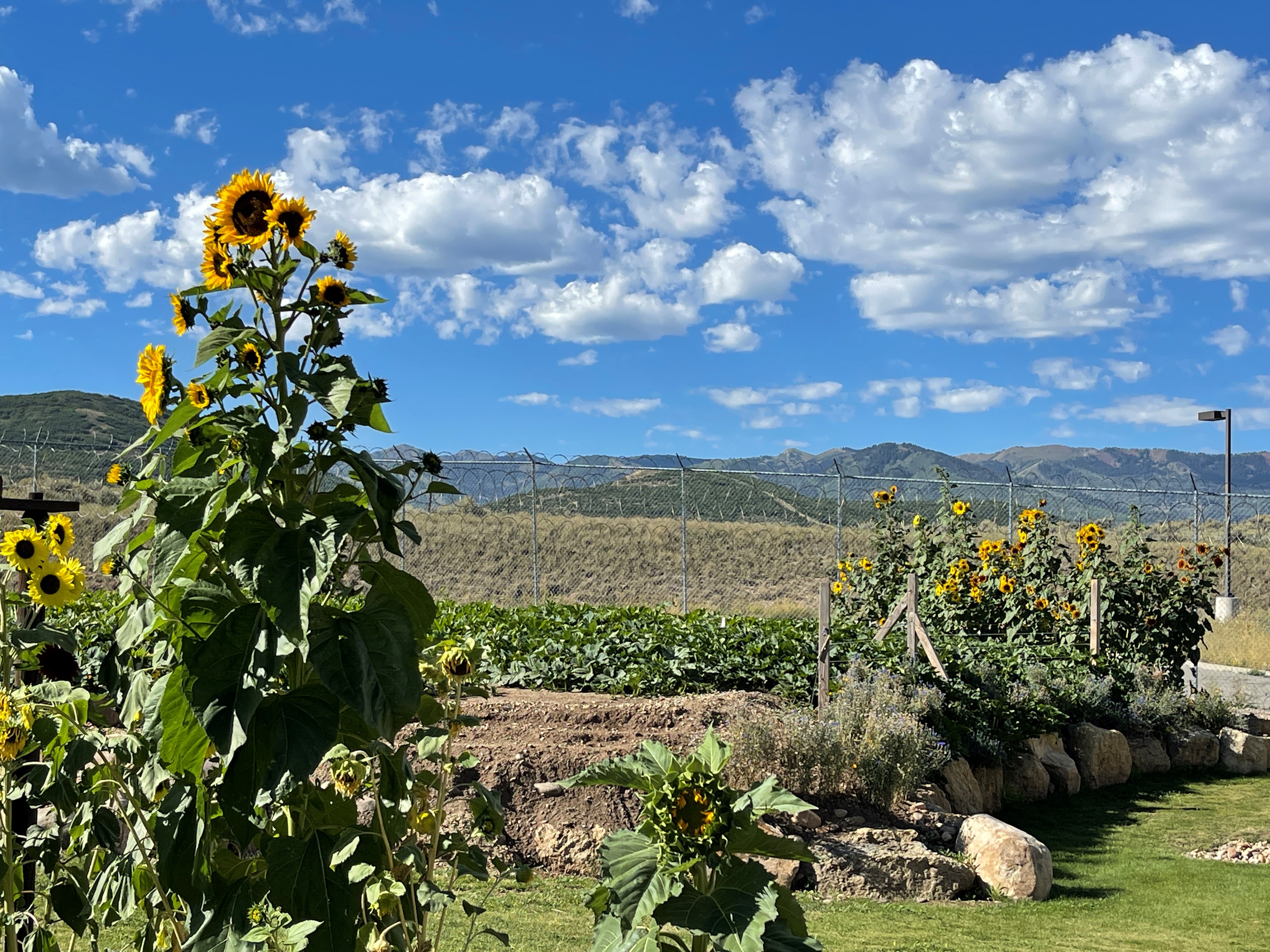 sunflowers2.jpg