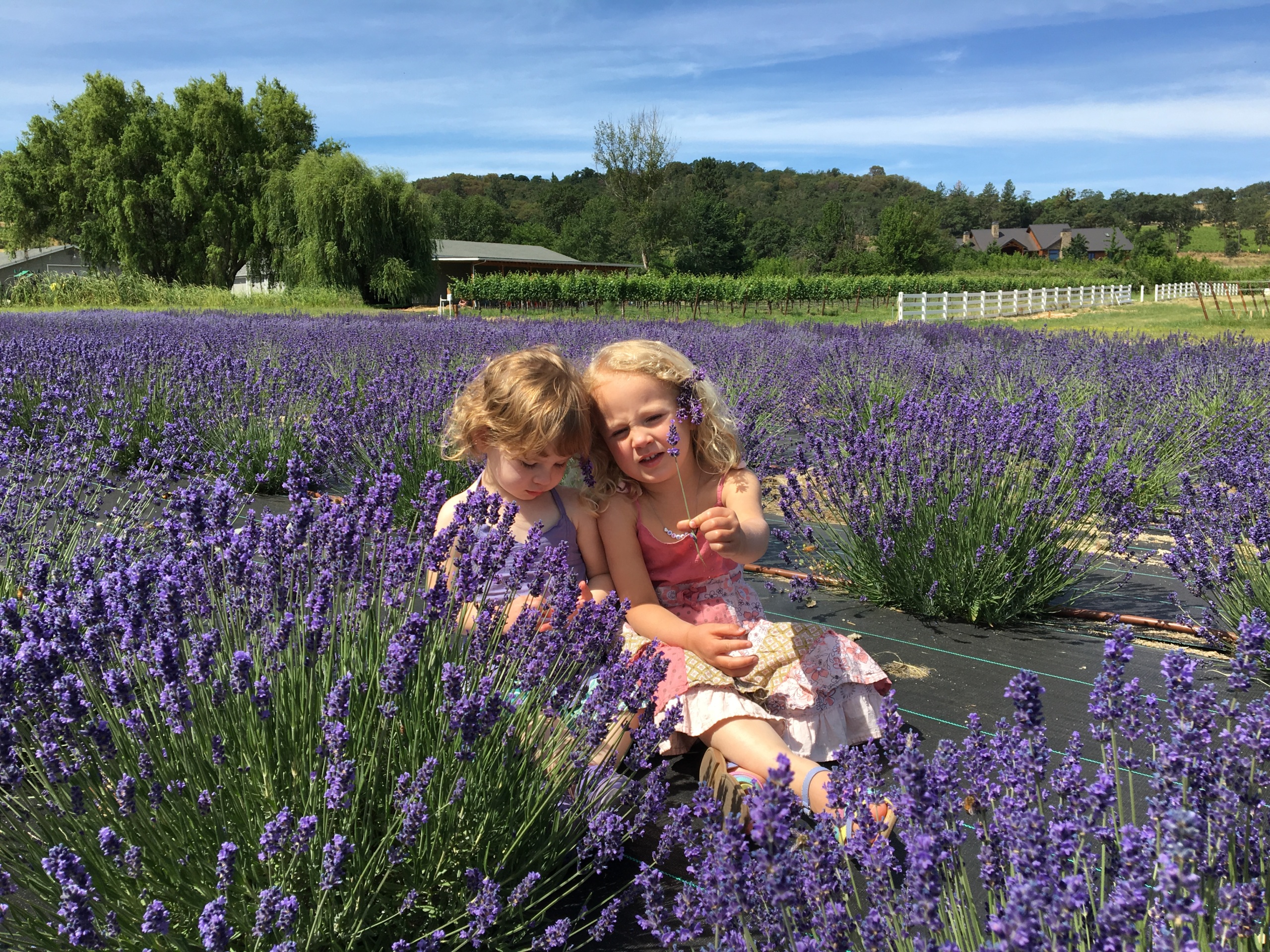 girls-in-the-lavender-2019-original-scal