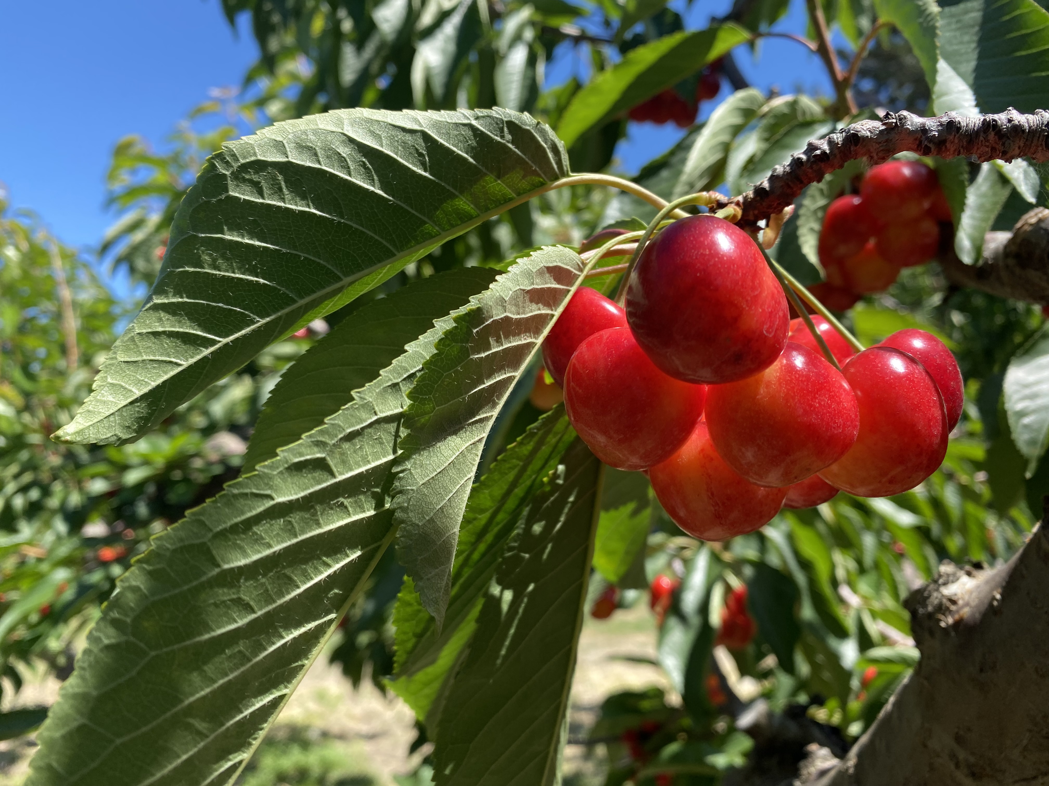 A good crop: Northwest cherry harvest starts to roll with some favorable warm weather - Vimarsana News
