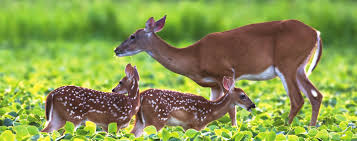 Hunters to help keep 'zombie deer disease' from reaching Florida by donating animal's heads - Vimarsana News