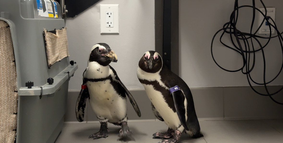 A Waco zoo's lovebird penguins navigate experimental chemotherapy