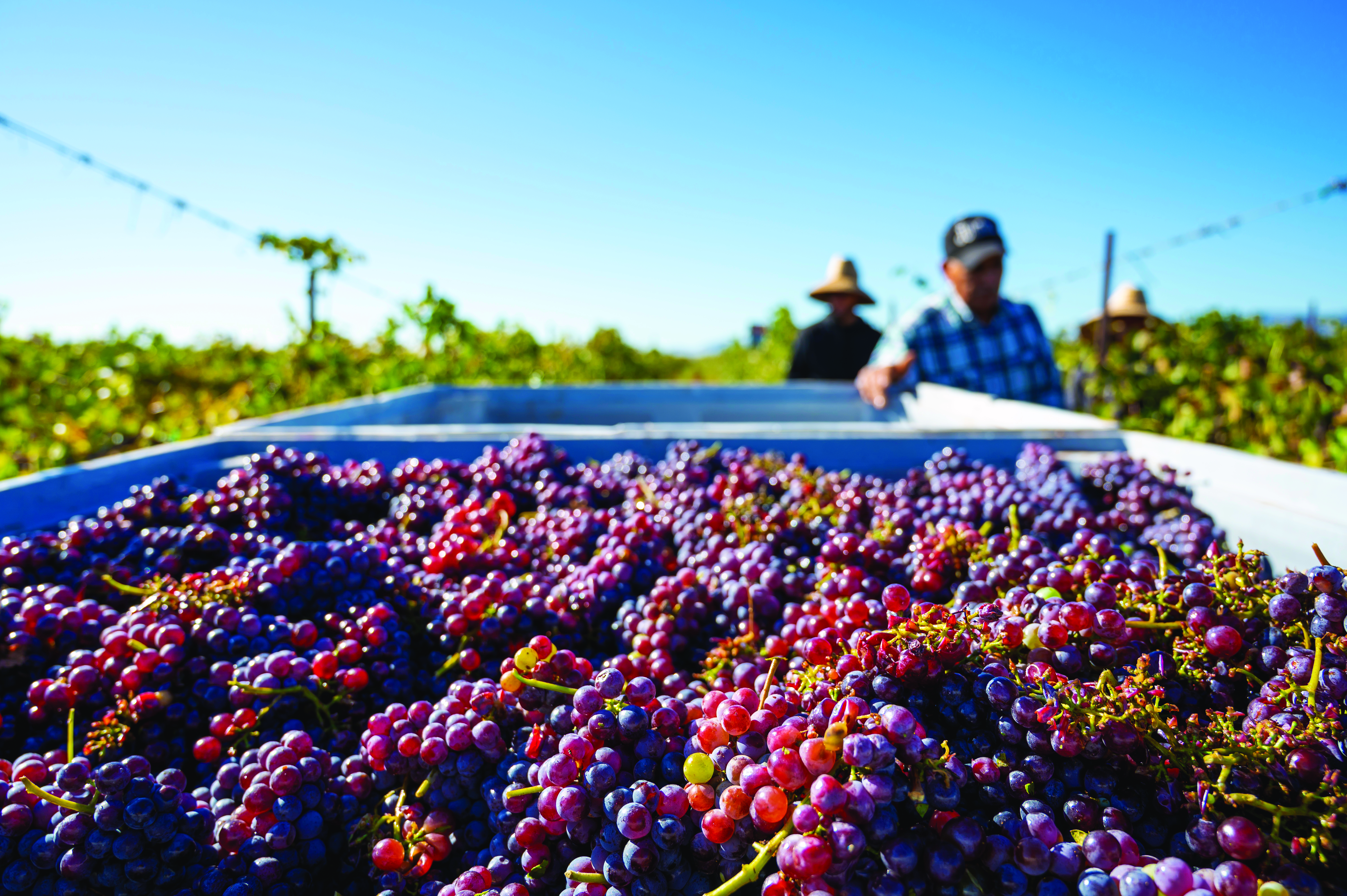 Younger generations don’t drink much wine. But Arizonas wine industry is still growing