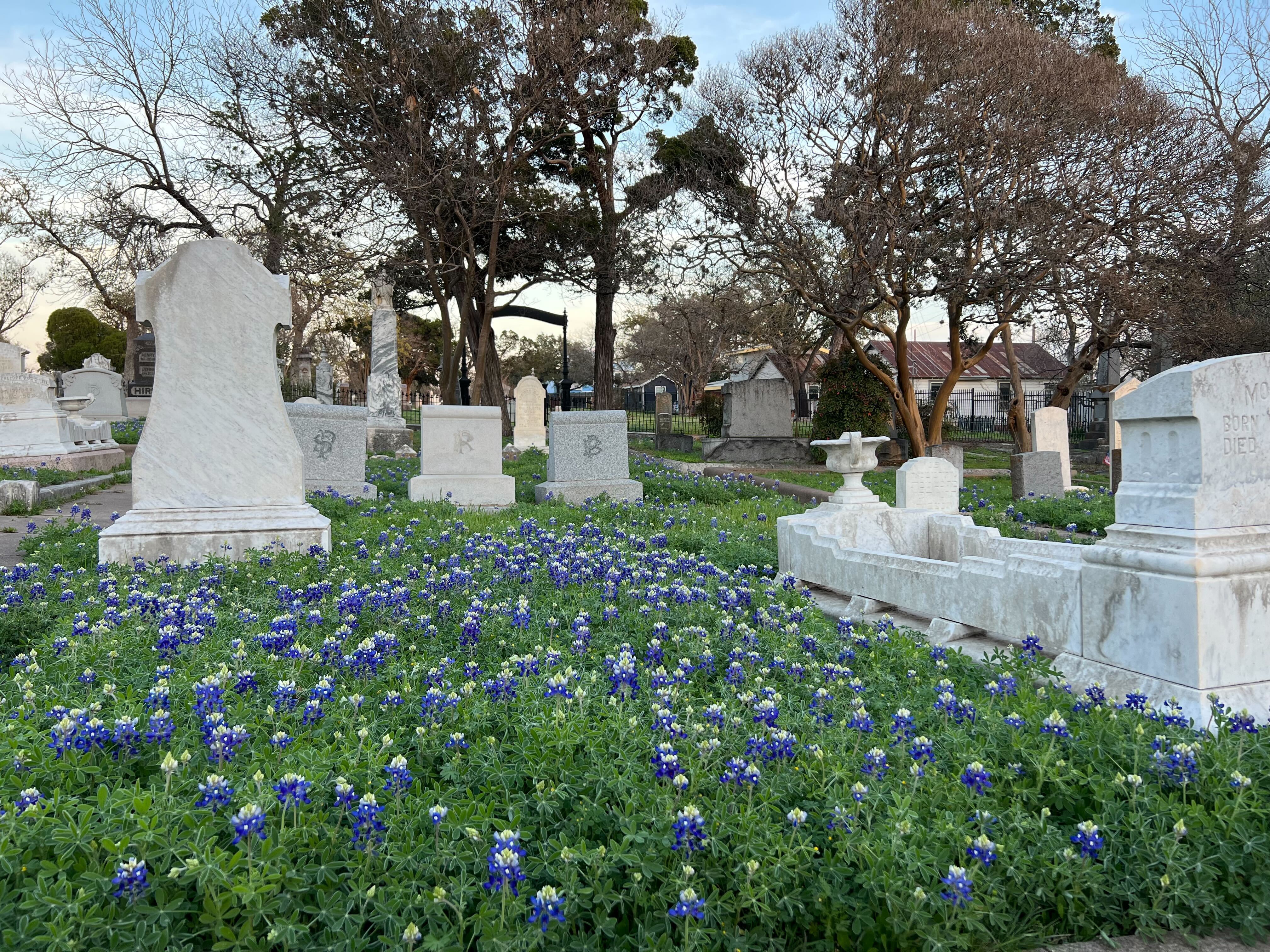 Texas bluebonnets are here early. And that's OK - Vimarsana News