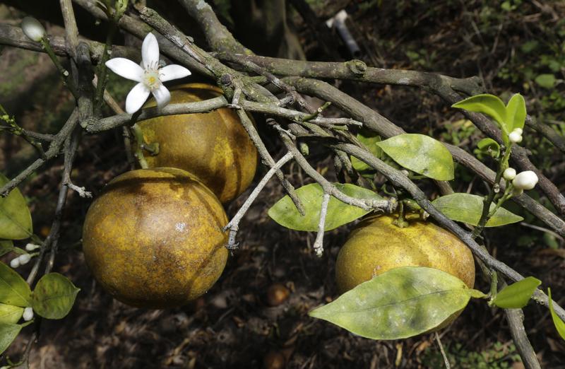 Florida faces $1.2 million verdict for killing citrus trees - Vimarsana News
