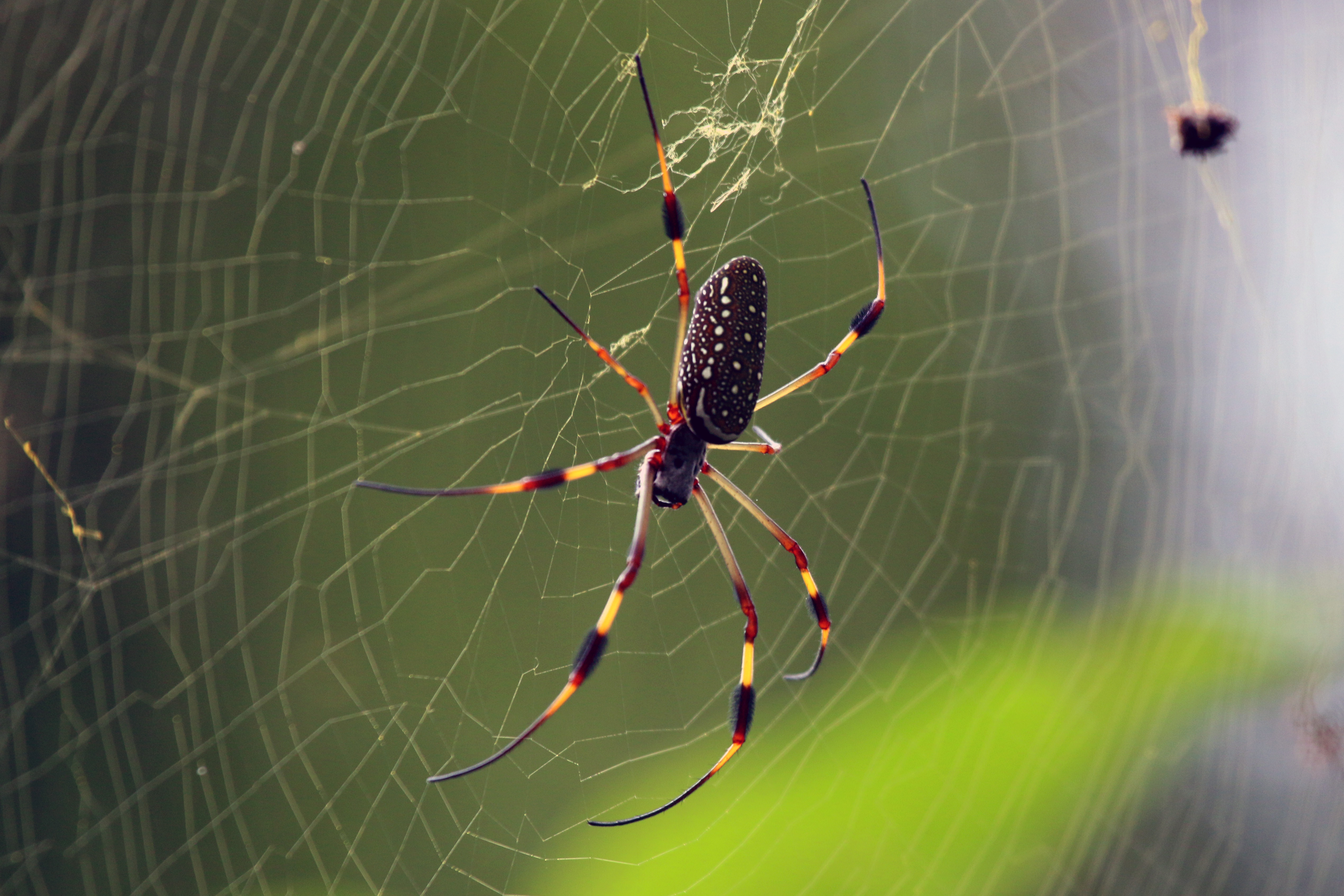 Golden silk spider | South Carolina Public Radio