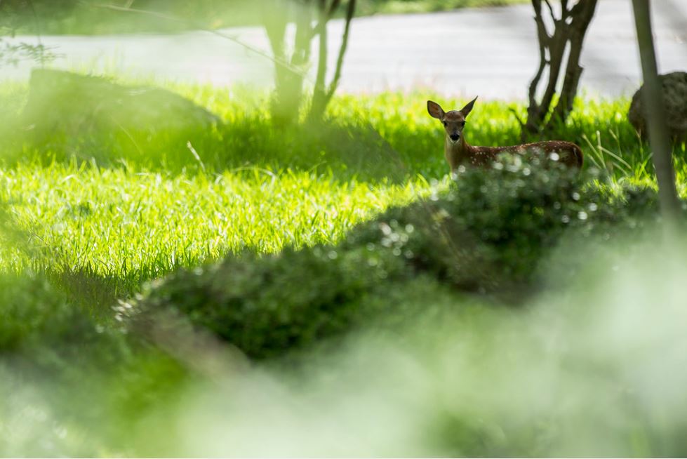 Fatal deer disease continues to spread in Texas - Vimarsana News